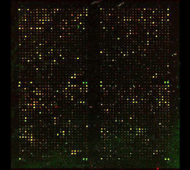 run on gel Differential Display In Vitro Transcription Label green and hybridize to spotted array crna Fragment and label, hybridize to array