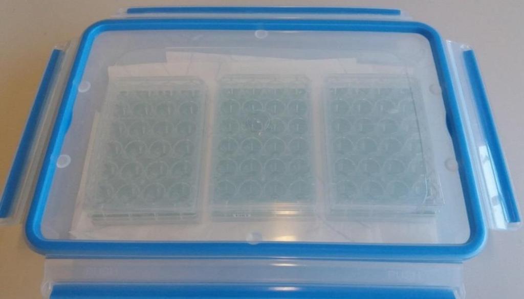 Fig. 6: Exemplary storage box with moistened paper towel, holding 3 Multiwell-MEA plates. 7 Maintaining Peri.