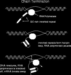 sequence, and mrna