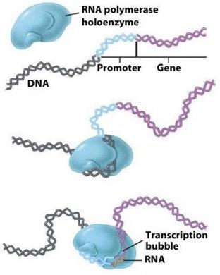 RNA polymerase binds to