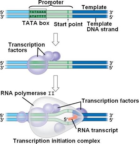 Promoter Sequence upstream of the gene recognition site for RNA polymerase to bind to the DNA (initiated by