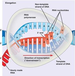 RNA polymerase opens the double helix synthesizes