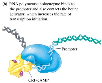 activator CRP-cAMP which converts relatively weak promoter to a strong promoter CRP = camp