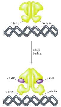 Structure of CRP-cAMP and DNA complex Conformational changes in CRP caused by camp binding -Helices of each monomer of the camp-crp dimer fit into major groove