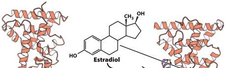 Ligand binding (estradiol) to nuclear hormone-receptor (estradiol receptor) Fig. 37.
