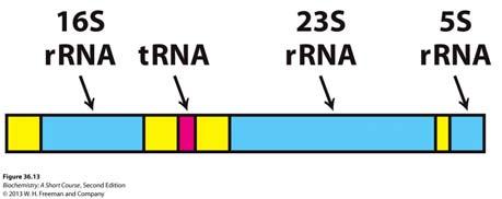 Many primary transcripts must be further processed to be active. Such transcripts include: trna, rrna and mrna in eukaryotes Types of transcript processing 1. removal of nucleotides 2.