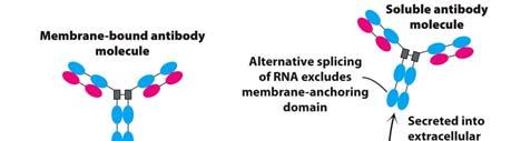 Alternative splicing can generate a membranebound versus soluble antibody. Fig. 38.