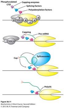 11 Transcription and splicing are coordinated by the carboxylterminal domain (CTD) of RNA polymerase II.