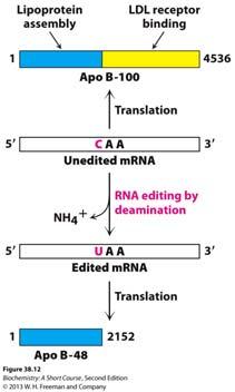 Another way to generate diverse proteins: RNA Editing: change in nucleotide sequence of RNA after transcription by processes other than RNA splicing One example: *Apolipoprotein B (apo B); in liver,