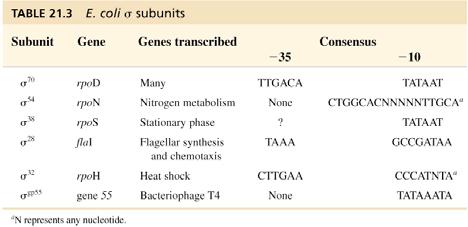 ) b) Transcribe the RNA that would be transcribed by E.coli RNA polymerase from the dsdna shown below.