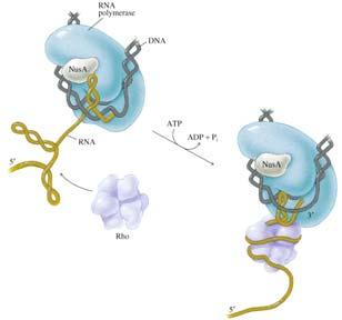 2 holoenzyme binds DNA See Fig. 36.