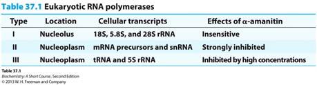 Polymerases RNA Pol I: 18S, 5.