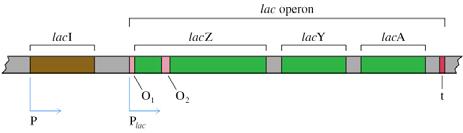 A repressor is inactivated by binding of an inducer A corepressor allows a repressor to repress transcription Organization of the genes for proteins required to metabolize lactose: the Lac Operon