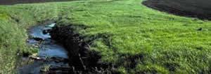 Vegetation Buffers/Filter Strips/Grassed Waterways Strips of vegetation along water bodies or waterways to intercept stormwater runoff and reduce soil erosion.