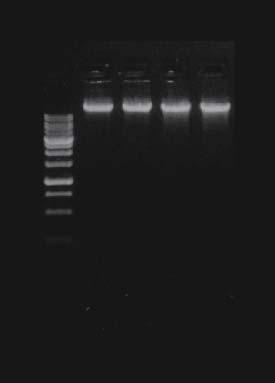 Brand Q RBC Real Genomics 1 2 3 4 5 RBC Bioscience Labs Comparison: Genomic DNA Mini Kit (Blood/Bacteria/Cultured Cells) vs Brand Q Genomic DNA Extraction Kit Sample: 2 x