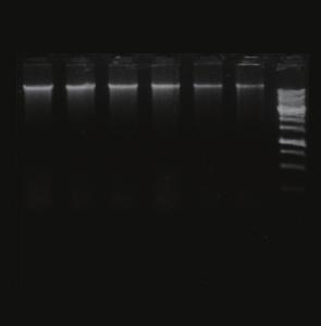 1 2 3 4 5 6 M RBC Bioscience Labs Comparison: Genomic DNA Mini Kit (Tissue) vs Brand Q Genomic DNA Extraction Kit 30mg/sample: Lane 1 and 2 (Liver), Lane