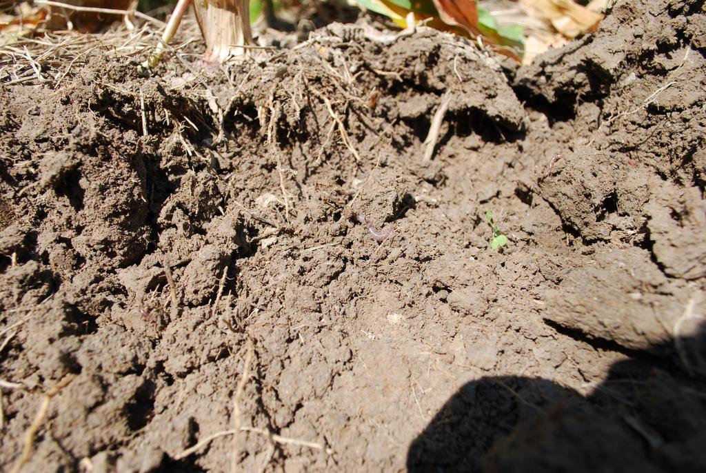 Soil tilth from 12 years of cover crops-annual ryegrass, and/or
