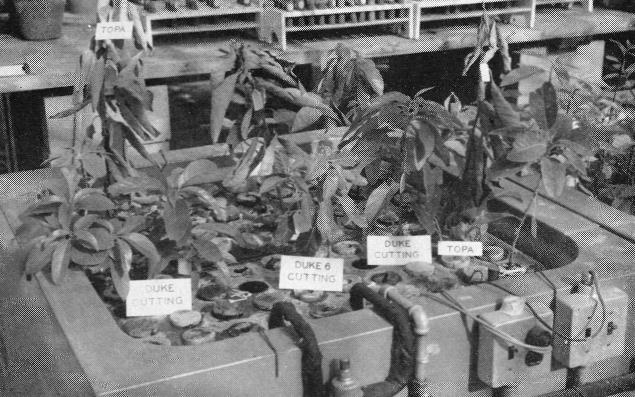 1959-1960 Avocado cuttings and seedlings growing in temperature controlled tanks containing nutrient solution, for root rot resistance tests. 1960-1961 Dr. George A. Zentmyer.