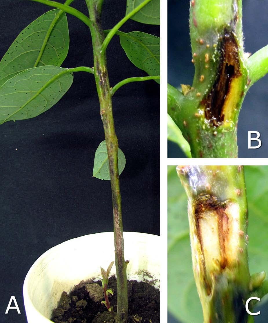 Selection in inoculated seedlings of 15-20 cm high - 25 days after inoculation seedlings showed 1 cm necrotic spots. - At 90 days, necrosis Figure 4.
