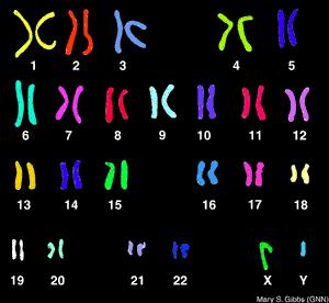 Recall: The Organization of DNA DNA Replication Chromosomal form appears only during mitosis, and is used in karyotypes.