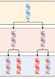 Semi Conservative Replication Original DNA 1 st Replication 2 nd Replication Semi Conservative Replication Recall: During interphase of the cell cycle, cells make an extra copy