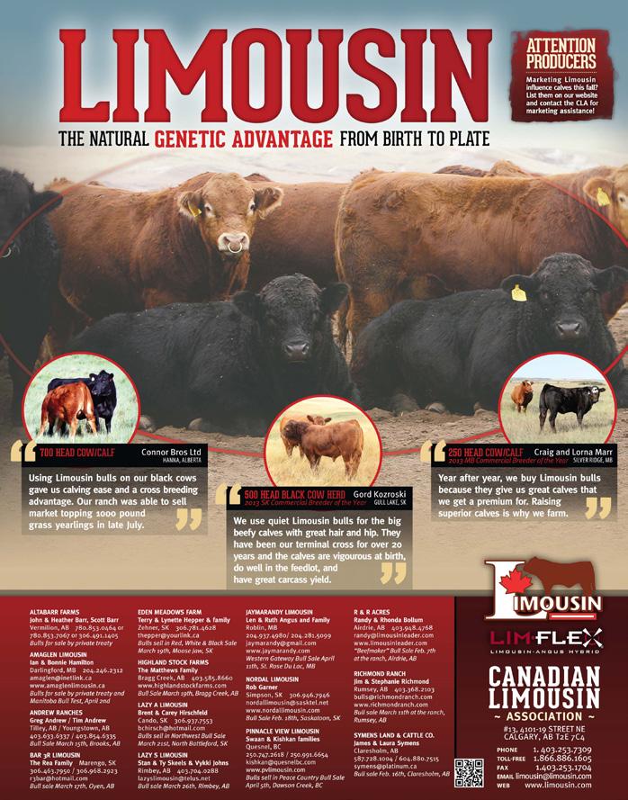 Limousin bulls! Want to get on board?