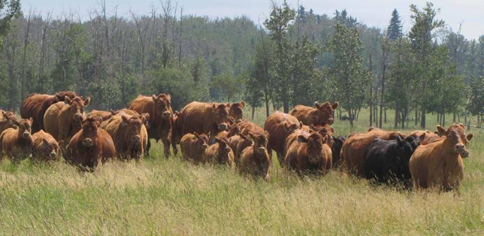 Upcoming Events Murphy Ranch Complete Limousin Herd Dispersal November 15 Red Deer, AB Tools to Build Your Cow Herd Field Days November 15 - Old, AB November 16 - Vermilion, AB Canadian Western