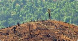 deforestation Spare freshwater resources use saline