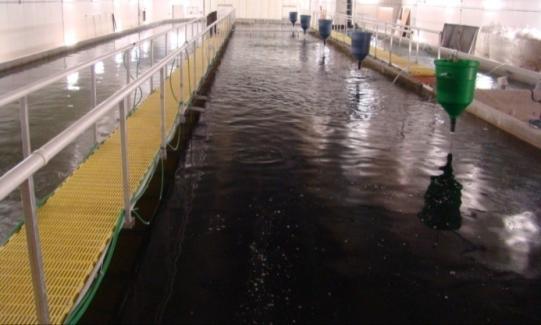 Rationale Considerable capacity to expand freshwater aquaculture through