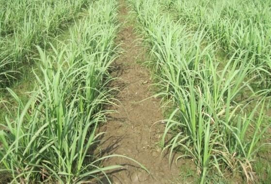 i/ha after second irrigation in moist soil; and in ratoon trash mulching and integrated weed management as mentioned for plant cane proved as effective as three hoeing in plant crop and ratoon and