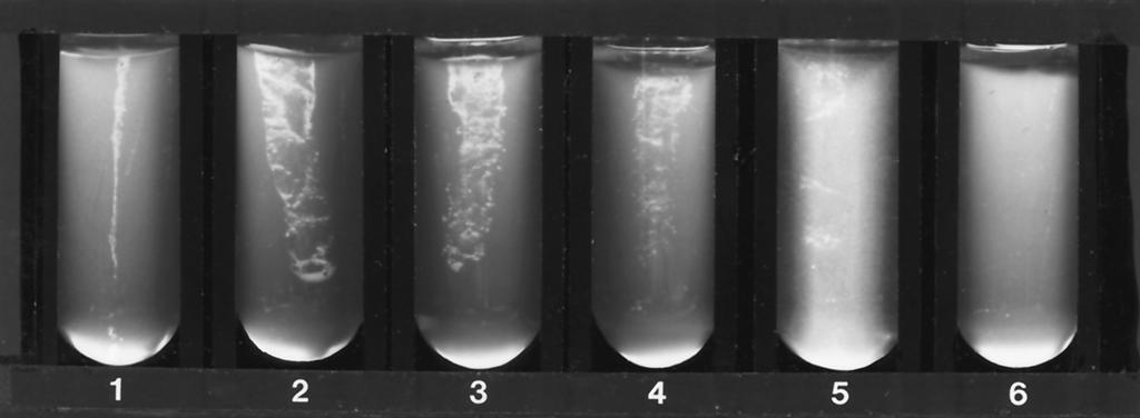 538 PROVINE AND HADLEY J. CLIN. MICROBIOL. FIG. 1. Growth of yeast (C. albicans) in screening test system after 48 h of incubation at 35 C.
