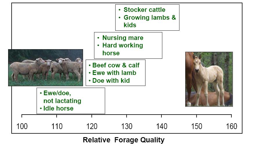 Forage Quality Needs of Livestock Classes From: Martin, N. USDFC 2009 http://www.