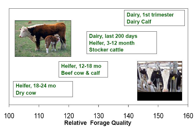 Forage Quality Needs of Livestock Classes From: Martin, N. USDFC 2009 http://www.
