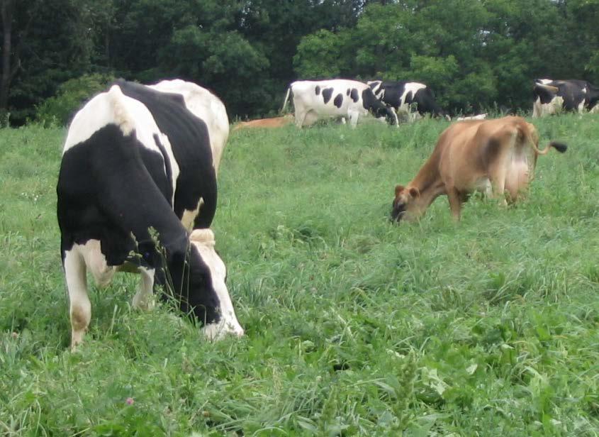 High Quality Dairy Pasture High protein, high energy A short-term, high quality pasture: Perennial or annual ryegrass and ladino