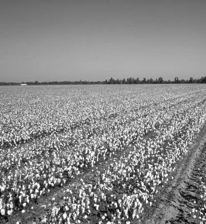 ASSISTANCE TO COTTON PRODUCTION Direct support to production Border protection Crop