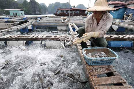 Meld. St. 22 (2016 2017) Report to the Storting (white paper) Summary 19 Figure 2.4 Norway has supported the development of the fisheries sector in Vietnam since 1998. Photo: Ken Opprann.