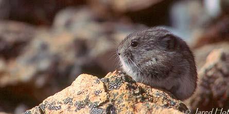 A weak mleep is often heard before the pika is seen amongst the boulders on a talus slope.