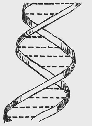 The Function and Structure of DNA DNA molecules make up chromosome structures and are found in the nucleus of cells in the human body.