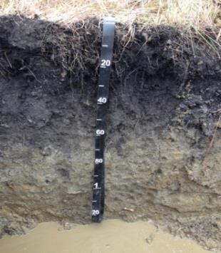 Why use APEX to populate DSPs for Soil Survey?
