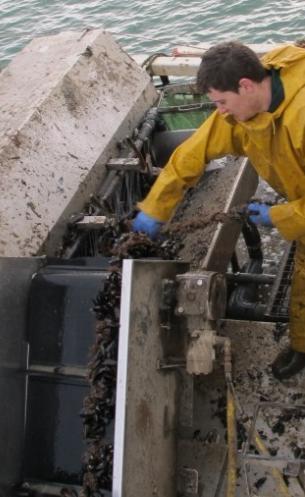 Mussel stripping - make your choice Importance of making the right choice Stripping is the manual or mechanical process of removing from the lines/ropes.