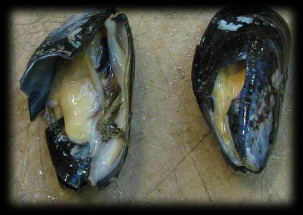 Broken/crushed shell Mussels are nearly destroyed with large pieces of shell broken from the mussel. Tissue is exposed and mussel slowly dies of desiccation.