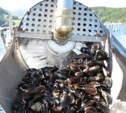 Declumpers - make your choice Importance of making the right choice Declumping is the mechanical process of separating individually by tearing the mussel clumps apart.