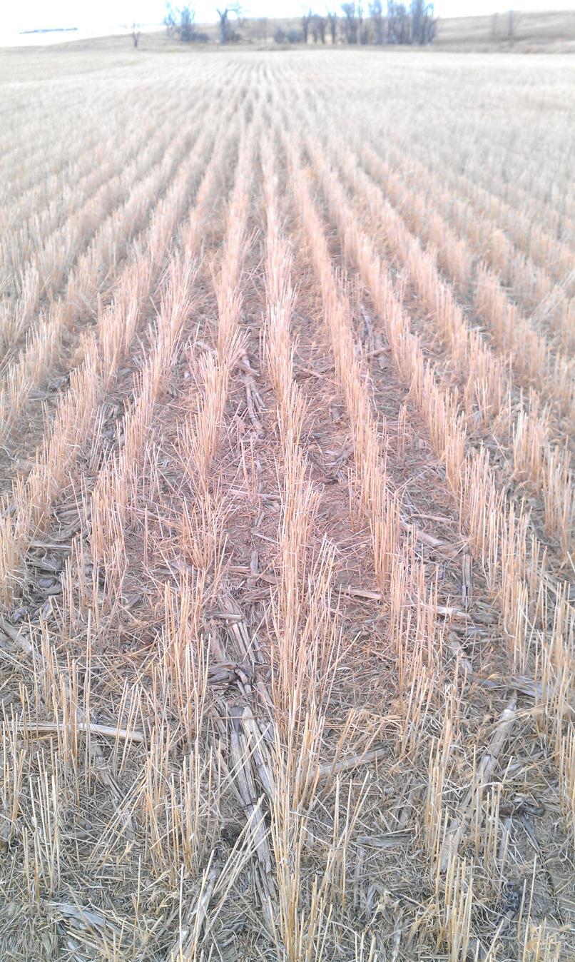 Managing Crop Residue Residue is a Resource to Conserve and Use.