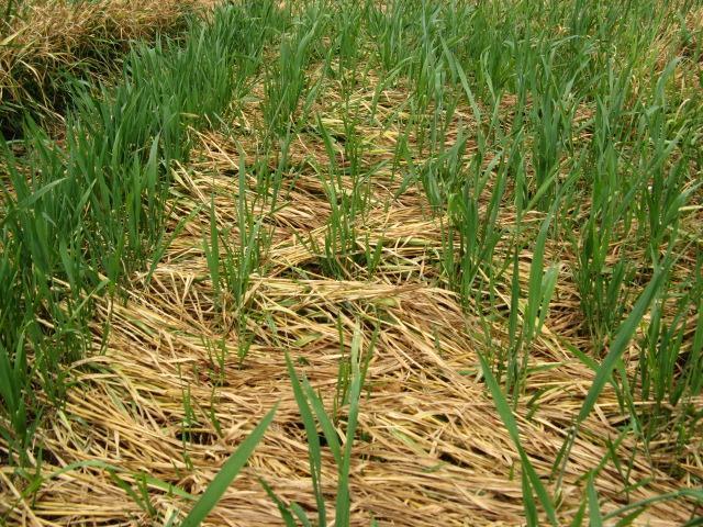 Depth Control Effects of Skips on Wheat Yields Method: HOW PERFECT DO WHEAT STANDS NEED TO BE? Lloyd Murdock, Jim Herbek, John James, and Dottie Dept. of Agronomy, Univ. of KY.