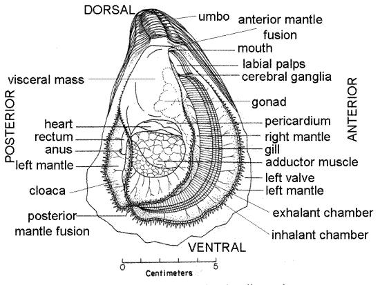 Basic oyster biology