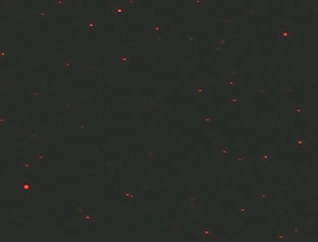 Visualization of Fluorescent Particles 98 nm PSL fluorescent particles 500