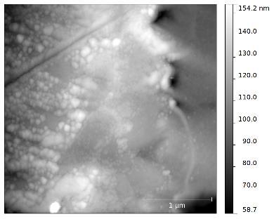Scan area: 3x3 m 2. IV. CONCLUSIONS The oxidation of a copper-solder interface was investigated with AFM.