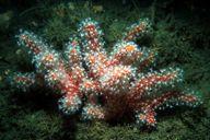 photosynthesis Corals provide safety, CO