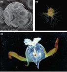 Foraminifera Pteropod Loss of coral reefs 1.