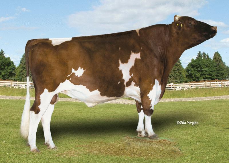 Holstein calves sire identified All AI Holstein